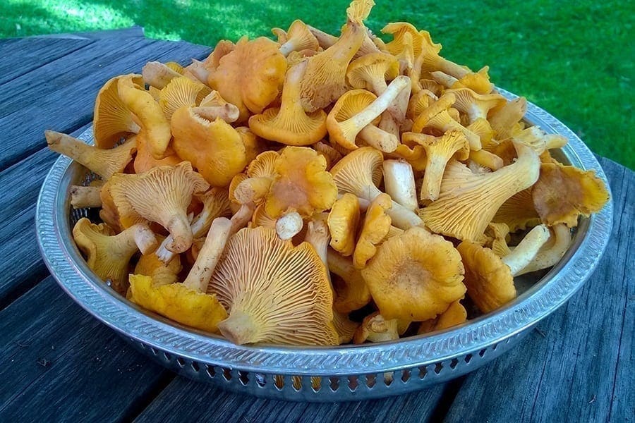 Tema – Kantareller