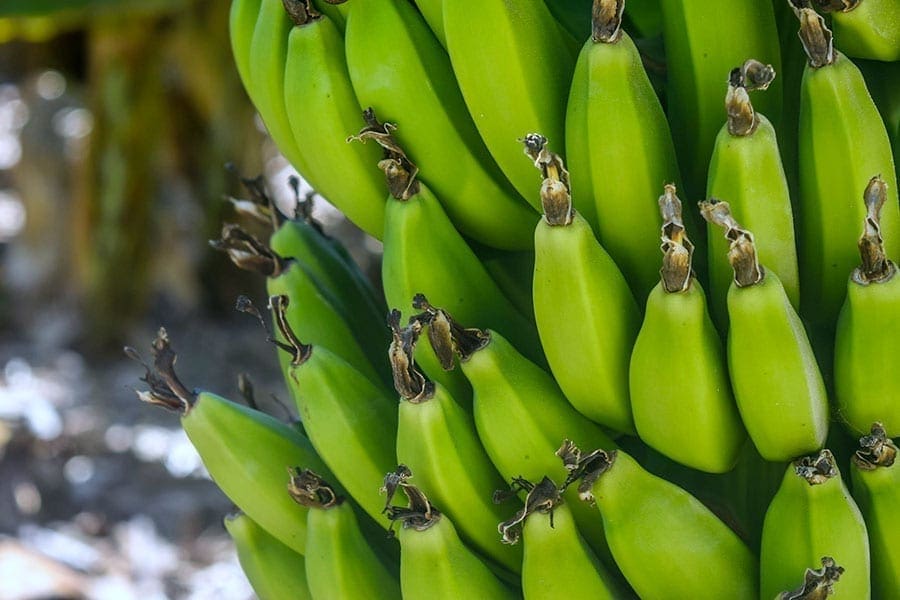Bananflugemedel